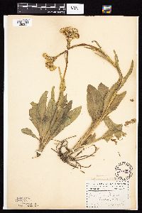 Senecio integerrimus var. integerrimus image