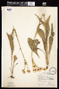 Senecio integerrimus var. integerrimus image