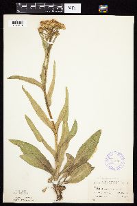 Senecio integerrimus var. integerrimus image