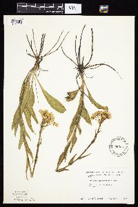 Senecio integerrimus var. integerrimus image