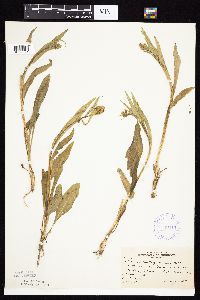 Senecio integerrimus var. integerrimus image