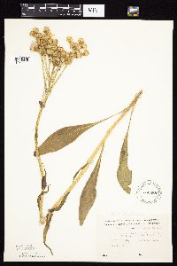 Senecio integerrimus var. integerrimus image