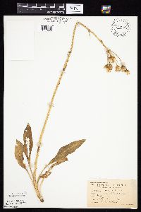 Senecio integerrimus var. integerrimus image