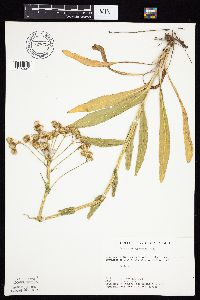 Senecio integerrimus var. integerrimus image