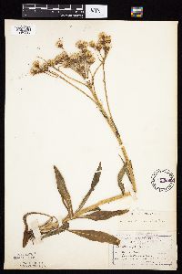 Senecio integerrimus var. integerrimus image
