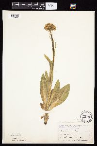 Senecio integerrimus var. integerrimus image