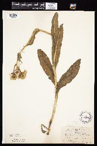 Senecio integerrimus var. integerrimus image