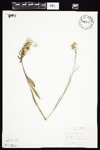 Senecio integerrimus var. integerrimus image