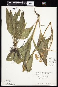 Senecio integerrimus var. integerrimus image