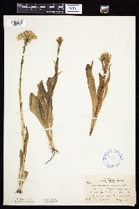 Senecio integerrimus var. integerrimus image