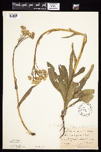 Senecio integerrimus var. integerrimus image