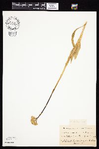 Senecio integerrimus var. integerrimus image