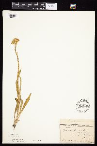Senecio integerrimus var. integerrimus image