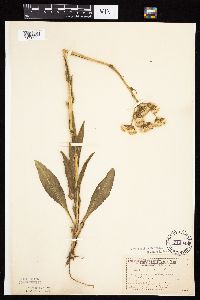 Senecio integerrimus var. integerrimus image