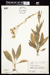 Senecio integerrimus var. integerrimus image