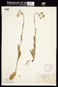 Senecio integerrimus var. integerrimus image