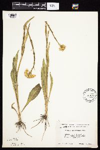 Senecio integerrimus var. integerrimus image