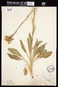 Senecio integerrimus var. integerrimus image