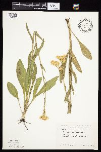 Senecio integerrimus var. integerrimus image