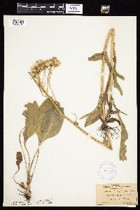 Senecio integerrimus var. integerrimus image