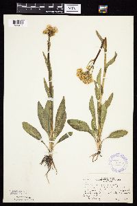 Senecio integerrimus var. integerrimus image