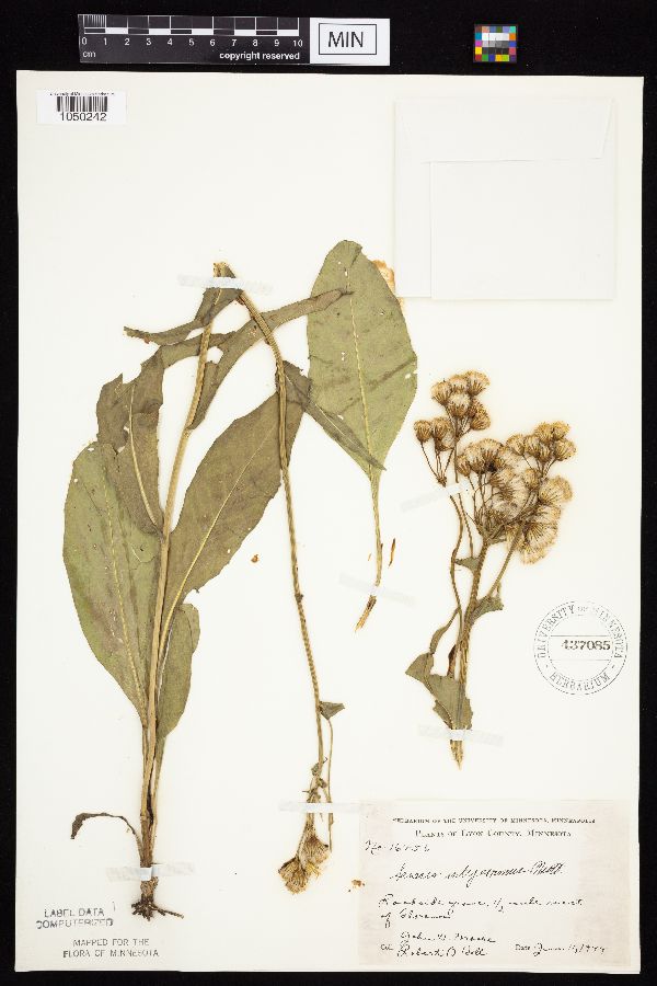 Senecio integerrimus var. integerrimus image