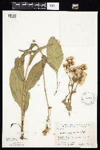 Senecio integerrimus image