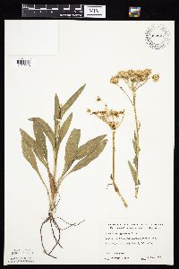 Senecio integerrimus var. integerrimus image