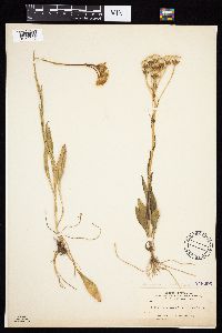 Senecio integerrimus image