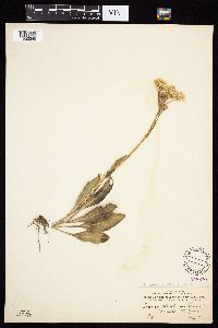 Senecio integerrimus image