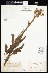 Senecio integerrimus image