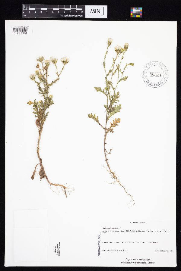 Senecio viscosus image