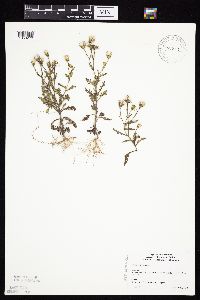 Senecio viscosus image