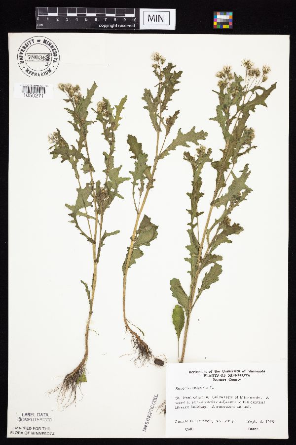 Senecio vulgaris image