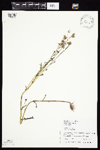 Senecio vulgaris image