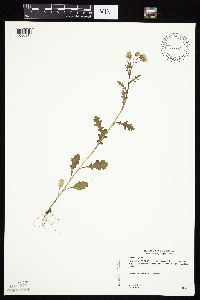 Senecio vulgaris image
