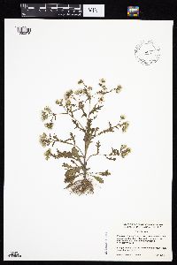 Senecio vulgaris image