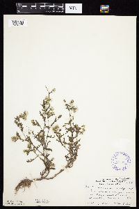 Senecio vulgaris image