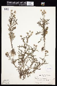 Senecio vulgaris image