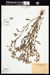 Senecio vulgaris image