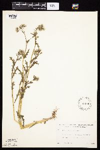Senecio vulgaris image