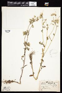 Senecio vulgaris image