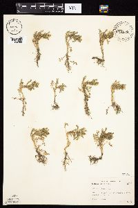 Senecio vulgaris image