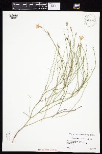 Lygodesmia juncea image