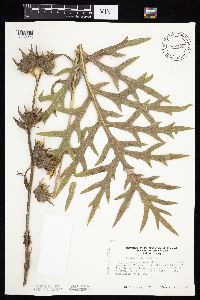 Silphium laciniatum image