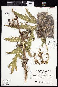 Silphium laciniatum image