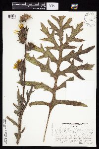 Silphium laciniatum image