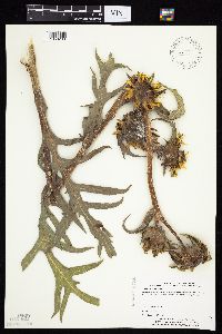 Silphium laciniatum image