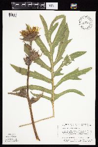 Silphium laciniatum image
