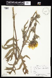 Silphium laciniatum image